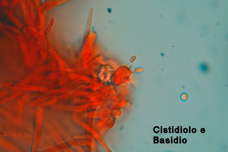 Skeletocutis vulgaris (Fries) Niemel & Y.C. Dai